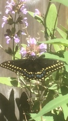 Papilio polyxenes