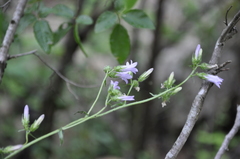 Campanula sibirica taurica