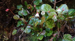 Shortia rotundifolia