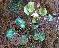 Shortia rotundifolia