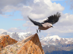 Clark's Nutcracker photo 4