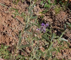 Pediomelum tenuiflorum