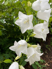 Campanula persicifolia