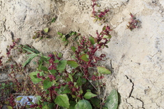 Oxybasis macrosperma