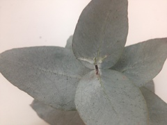 Eucalyptus cinerea