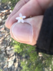 Nemacladus longiflorus