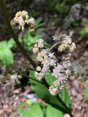 Rodgersia aesculifolia