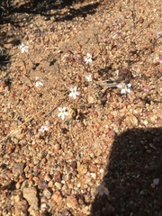 Nemacladus longiflorus