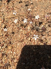 Nemacladus longiflorus