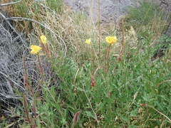 Oenothera organensis