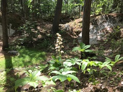 Rodgersia aesculifolia