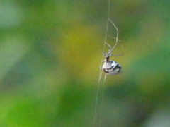 Argyrodes argyrodes