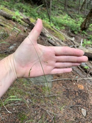 Melica smithii