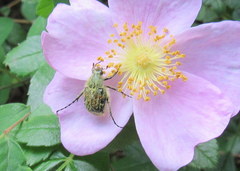 Trichiotinus affinis