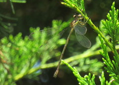 Lestes forcipatus