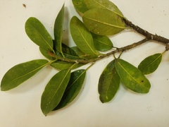 Ficus americana