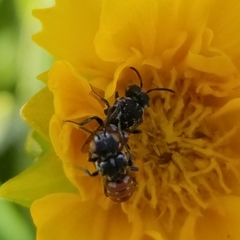 Holcopasites calliopsidis calliopsidis