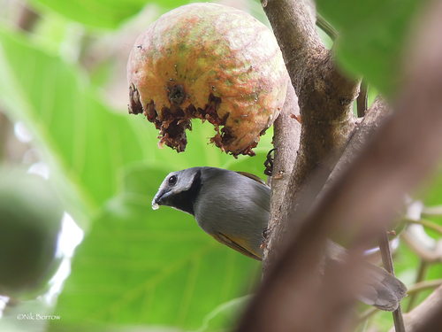 Grey-headed Oliveback