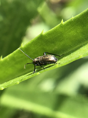 Halticini