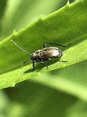Halticini