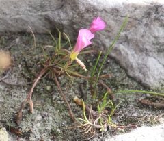 Oxalis polyphylla pentaphylla