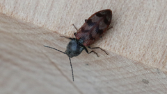 Pseudanostirus nebraskensis