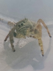 Phidippus