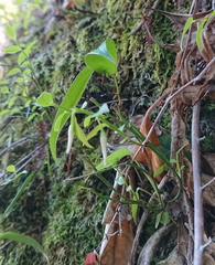 Vaccinium japonicum lasiostemon