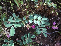 Tephrosia lindheimeri