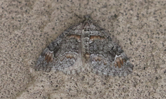 Dysstroma colvillei