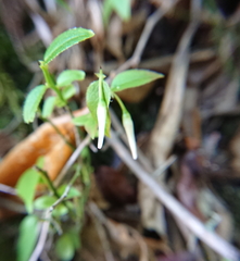 Vaccinium japonicum lasiostemon