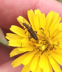Oedemera barbara