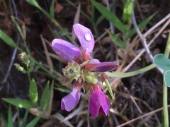 Tephrosia lindheimeri
