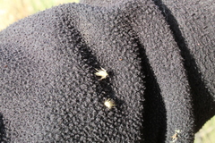 Cenchrus myosuroides