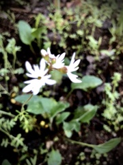 Lithophragma parviflorum parviflorum