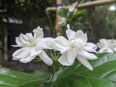 Jasminum sambac