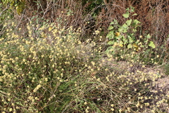 Gomphrena perennis