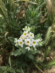 Tournefortia sibirica