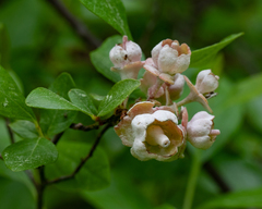 Exobasidium vaccinii