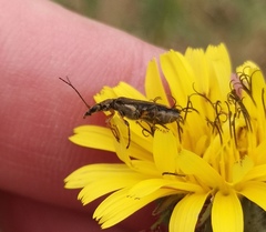 Oedemera barbara