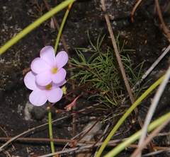Oxalis polyphylla pentaphylla