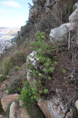 Arctotis aspera aspera