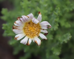 Arctotis aspera aspera