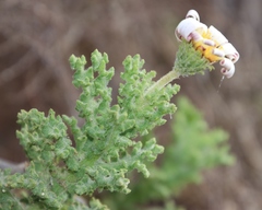 Arctotis aspera aspera