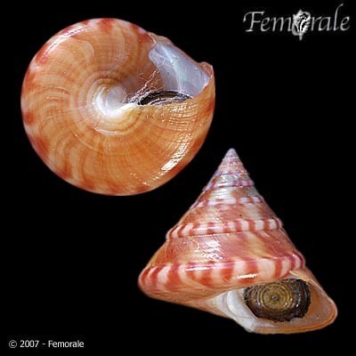 European Painted Top Shell