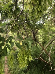 Acer negundo interius