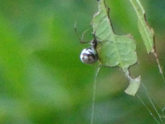 Argyrodes argyrodes