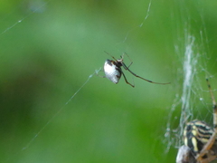 Argyrodes argyrodes