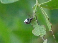 Argyrodes argyrodes