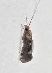 Annulipalpia